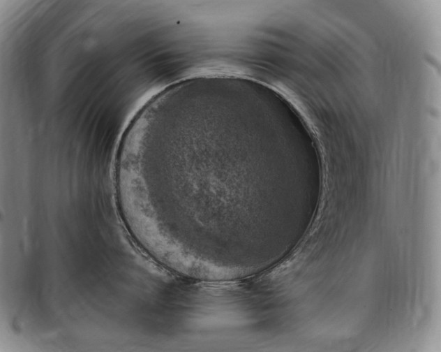 X0000096650864200802191241