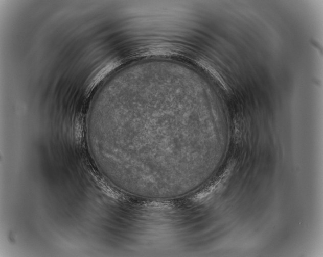 X0000096650874200802191240