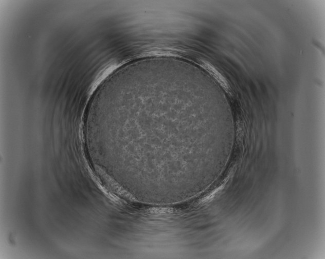 X0000096650893200802191240