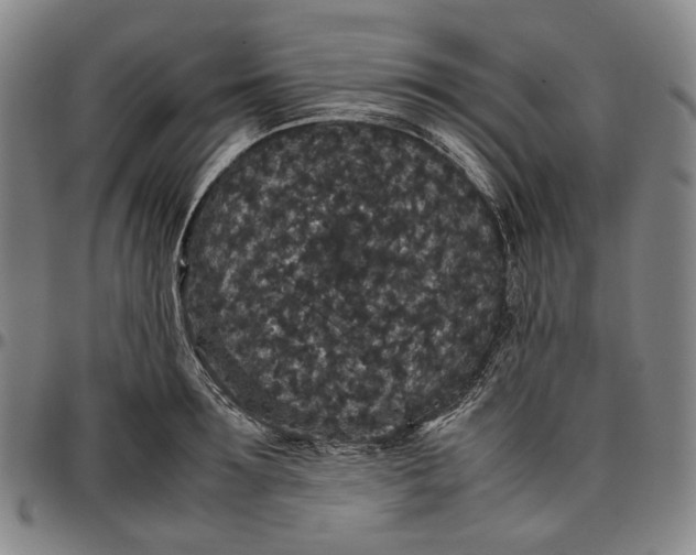 X0000096650899200802191240