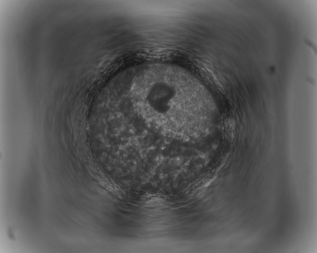 X0000096650913200802191239