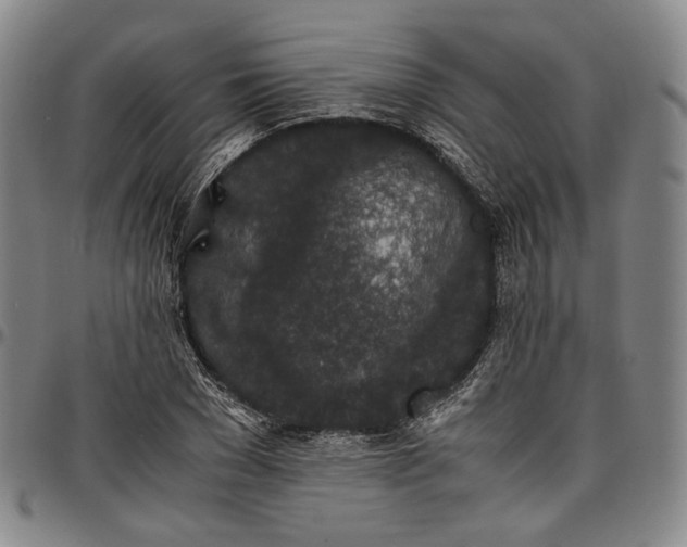 X0000096650977200802191238