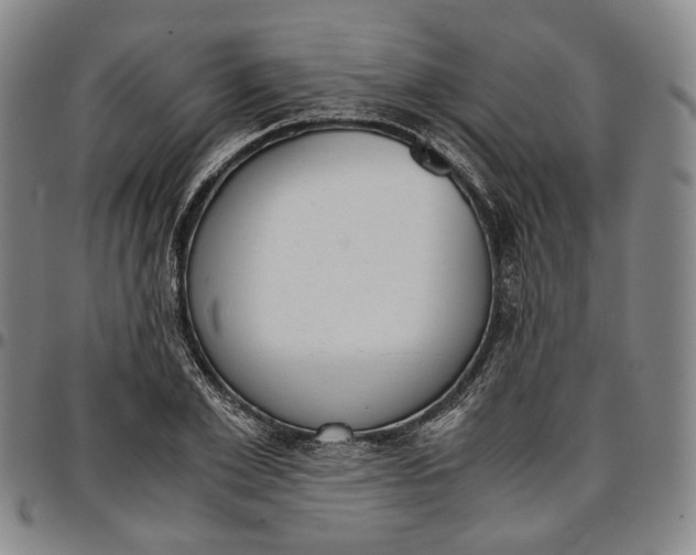 X0000096650981200802191238