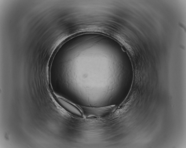 X0000096650988200802191238