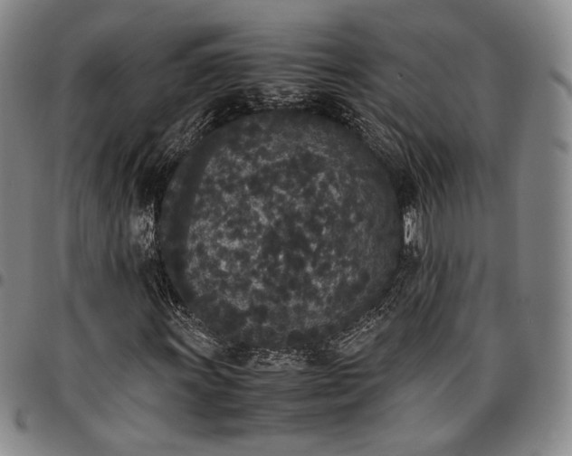 X0000096651011200802191237