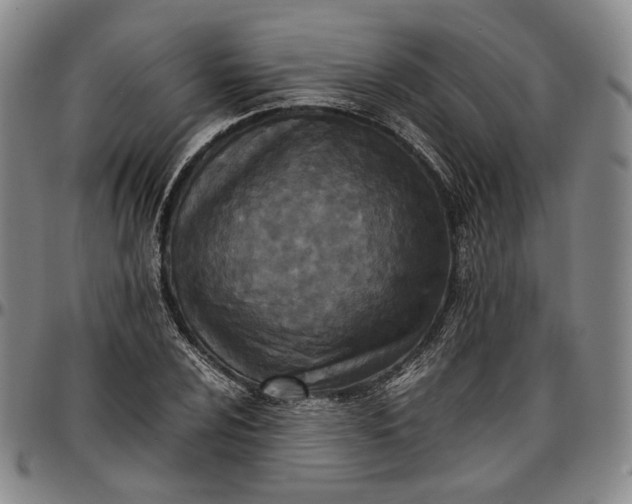 X0000096651024200802191238