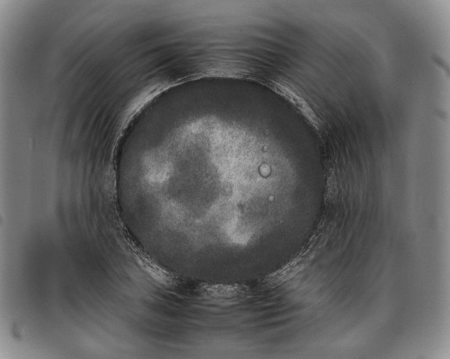 X0000096651027200802191238