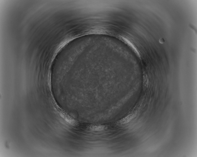 X0000096651035200802191238