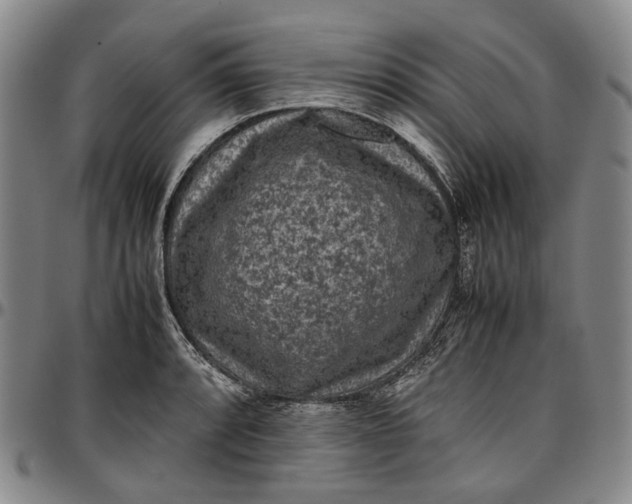 X0000096651088200802191237