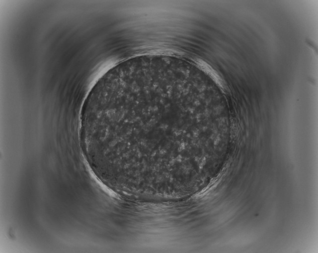 X0000096651095200802191237