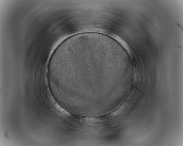 X0000096651102200802191237