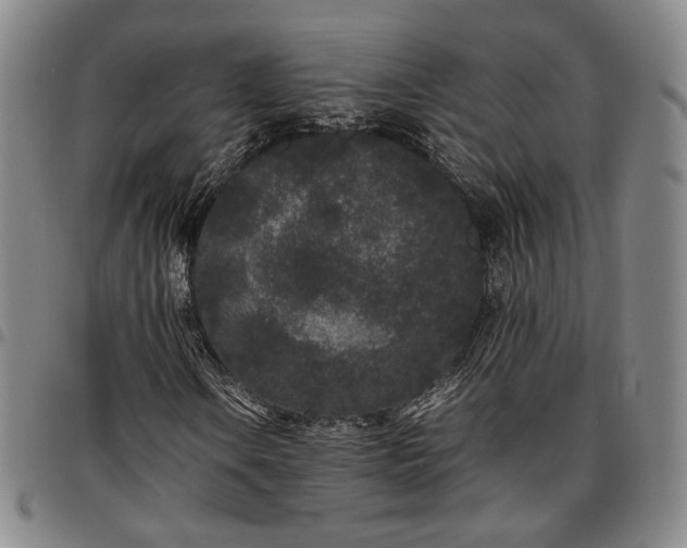 X0000096651106200802191236