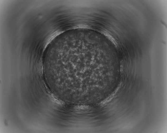 X0000096651117200802191236