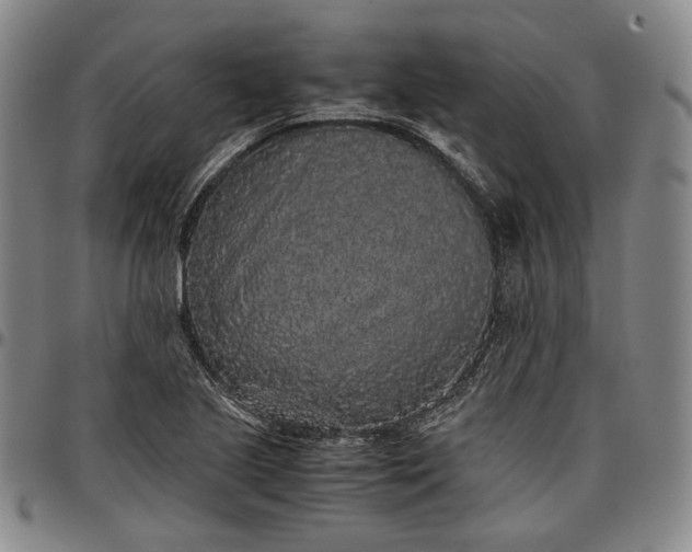 X0000096651221200802191235