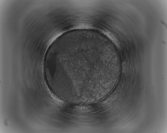X0000096651229200802191235