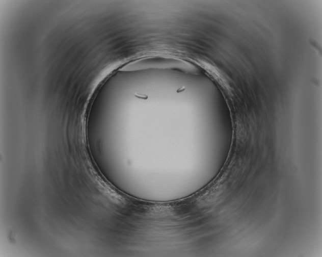 X0000096651238200802191235