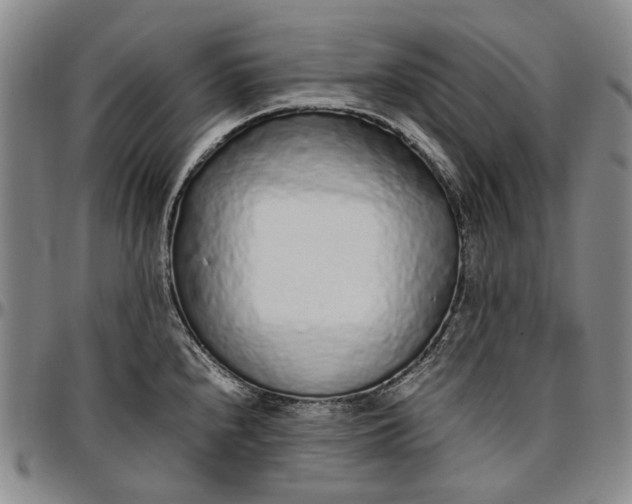 X0000096651240200802191235