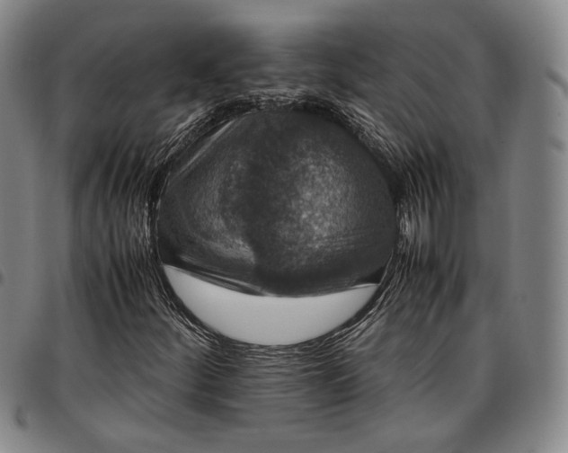 X0000096651252200802191234