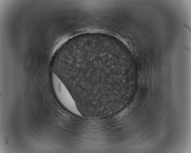 X0000096651263200802191234