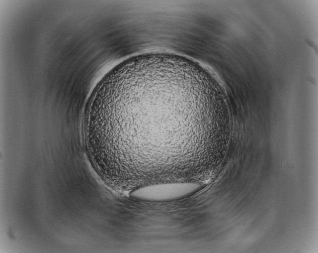 X0000096651295200802191234