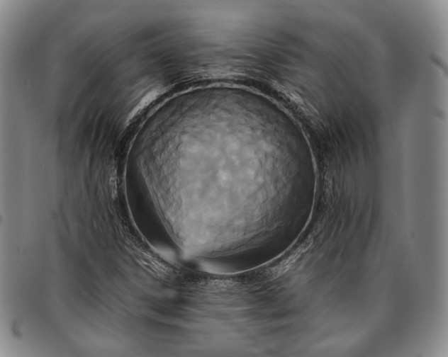 X0000096651306200802191233