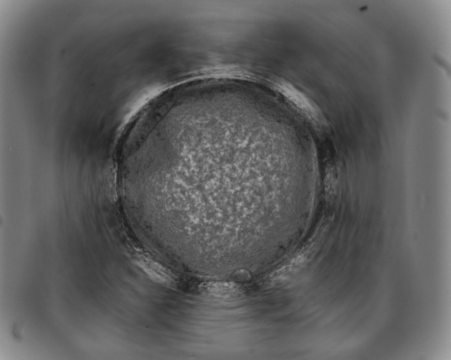 X0000096651310200802191233