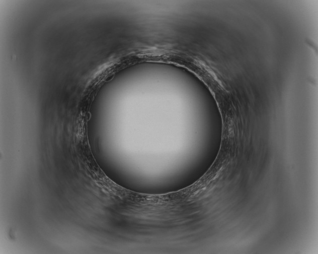 X0000096651350200802191233