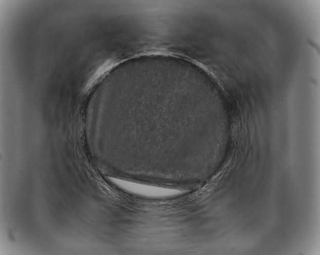 X0000096651359200802191233