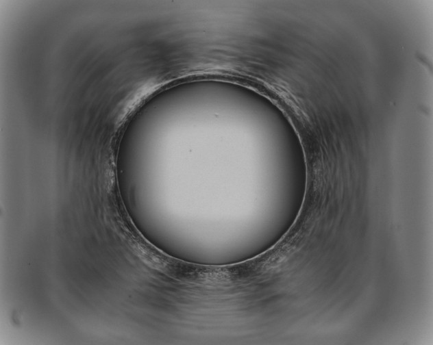 X0000096651363200802191233