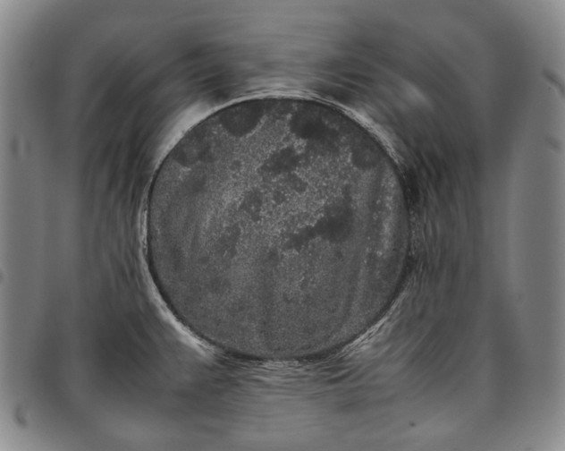 X0000096651383200802191232