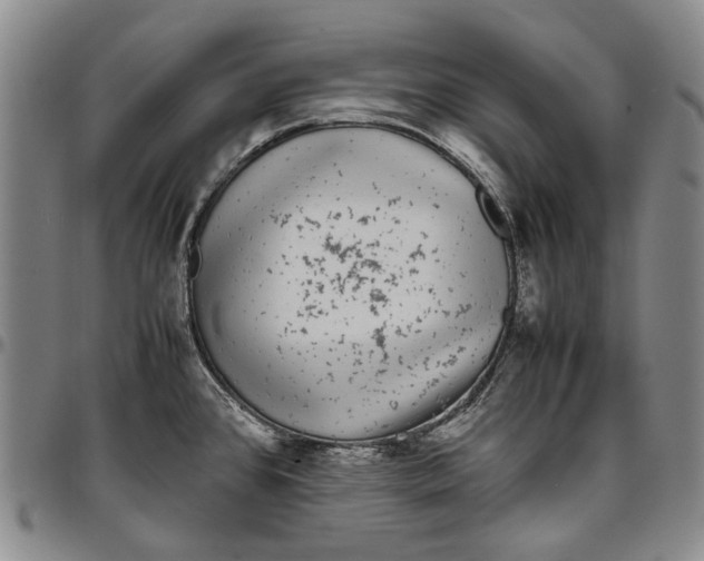 X0000096651384200802191232