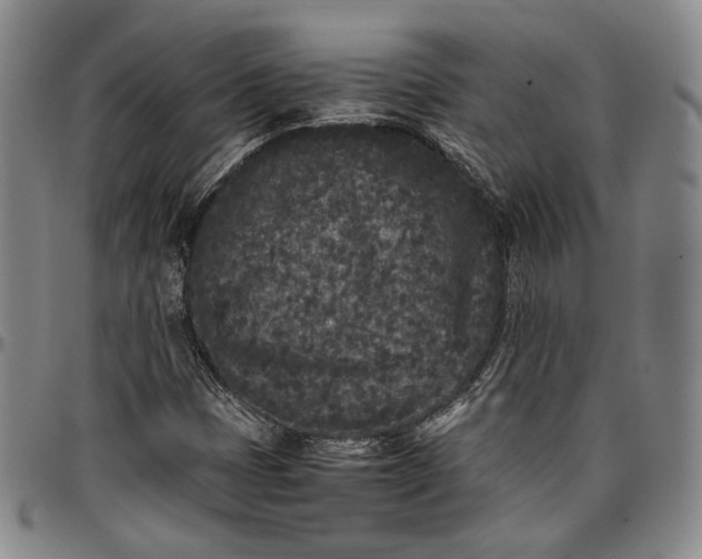 X0000096651401200802191232