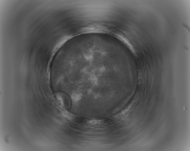 X0000096651419200802191232