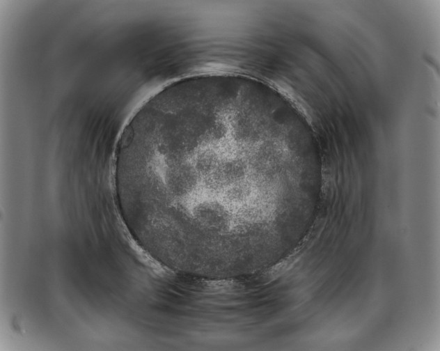 X0000096651421200802191232
