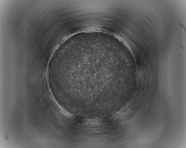 X0000096651429200802191232