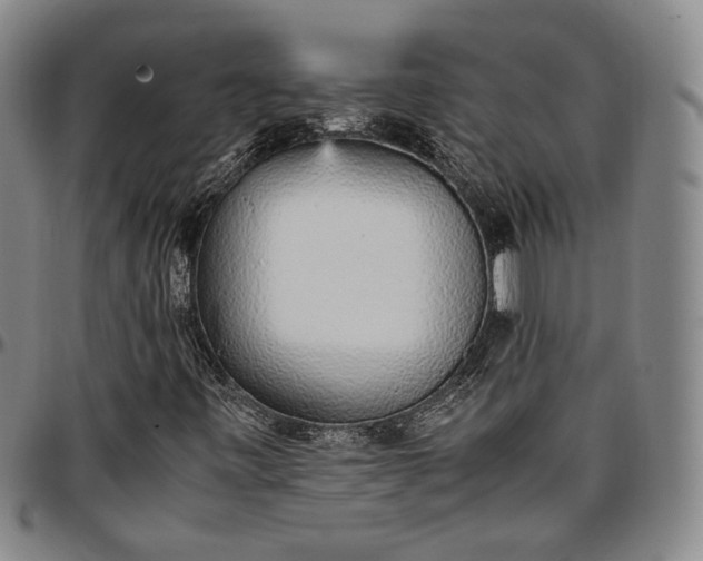 X0000096651443200802191232