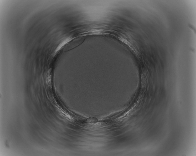 X0000096651450200802191231