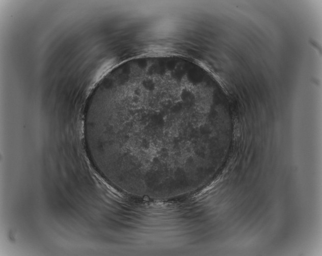 X0000096651459200802191231