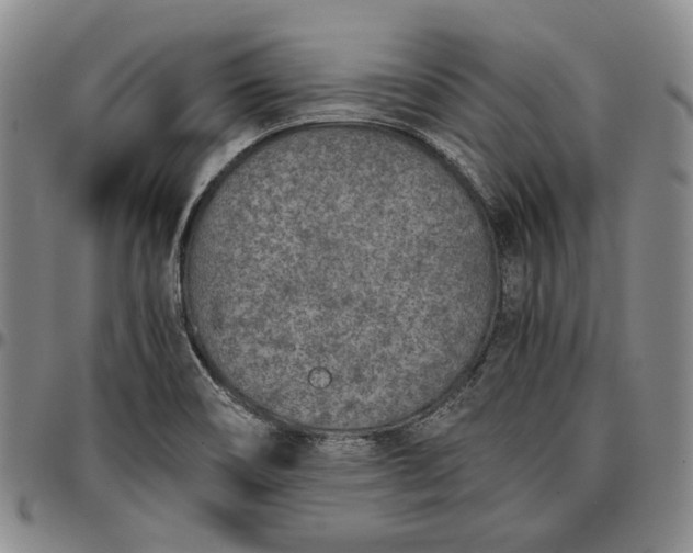 X0000096651466200802191231