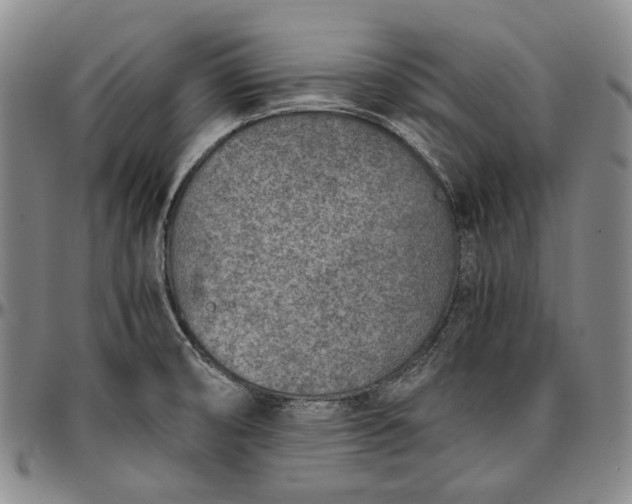 X0000096651474200802191231