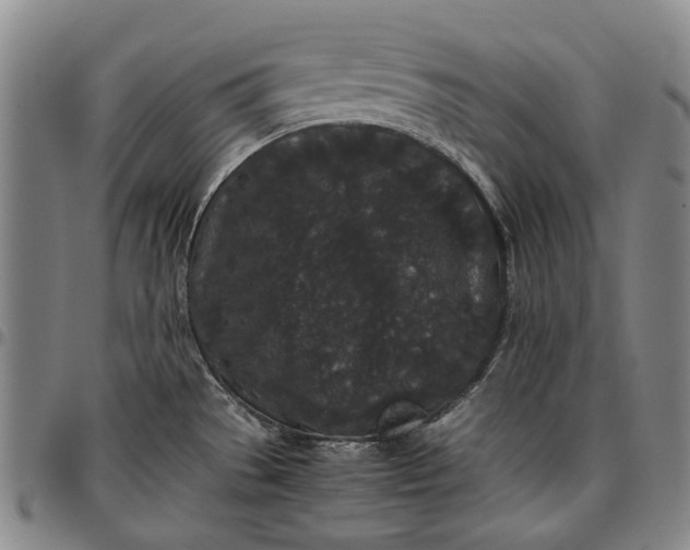 X0000096651529200802191231
