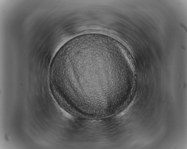 X0000096651533200802191231