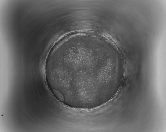 X0000096650002200802261331