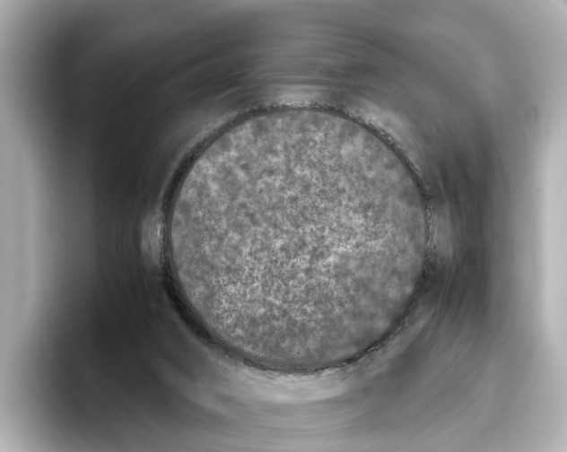 X0000096650016200802261330