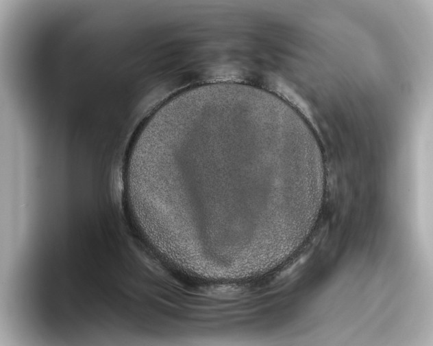 X0000096650059200802261329