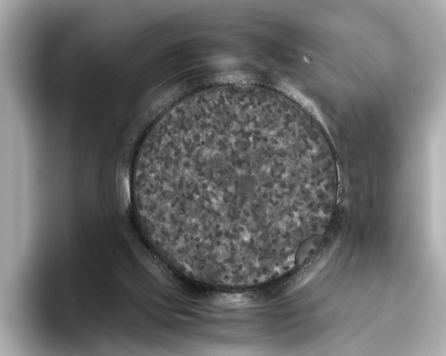 X0000096650061200802261329