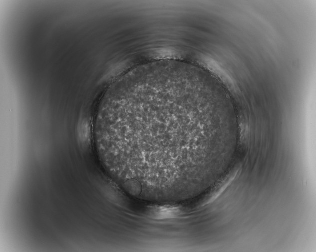 X0000096650165200802261328