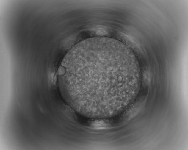 X0000096650177200802261328