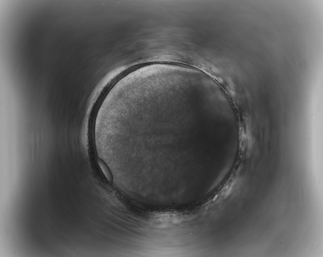 X0000096650200200802261328