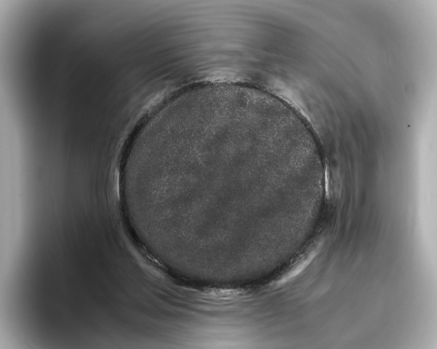 X0000096650205200802261328